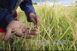 FAO dự báo nhu cầu lương thực toàn cầu sẽ tăng chậm lại trong 10 năm tới